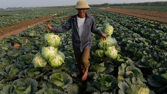 Kubis adalah sayuran yang mudah ditemui di Indonesia. Jenis sayuran ini mengandung belerang di dalamnya, yang penting untuk mengurai bahan kimia dari dalam tubuh, seperti pestisida hingga obat yang dikonsumsi ketika sakit. (AFP PHOTO / HOANG DINH NAM)