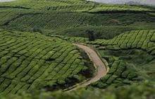 Sejarah Kebun Teh Kayu Aro Jambi, Perkebunan Tertua di Indonesia Sejak Abad 20