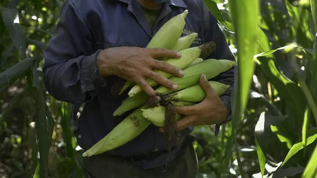 Krisis Ekonomi, Warga Venezuela Manfaatkan Lahan Kosong untuk Menanam