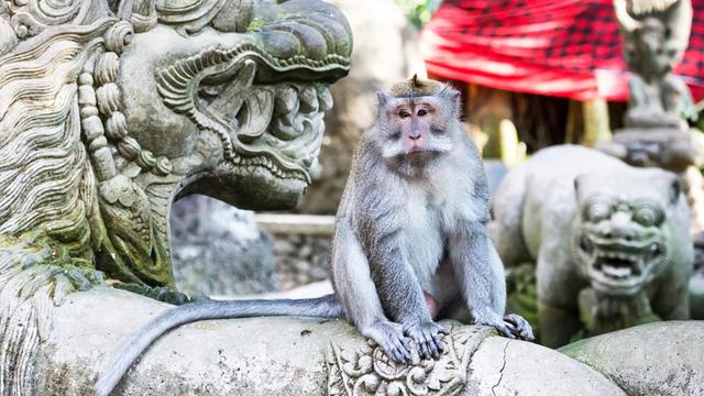 Monkey Forest Ubud