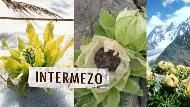 INTERMEZO: Bunga Ini Dipercaya Dapat Menghidupkan Orang Mati