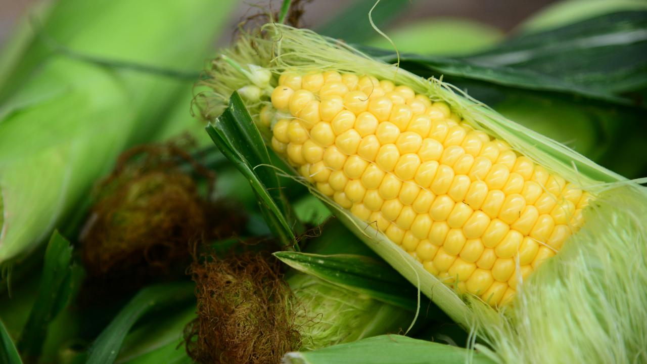 Cara Sederhana Membuat Jagung Rebus Lebih Lezat dan Empuk