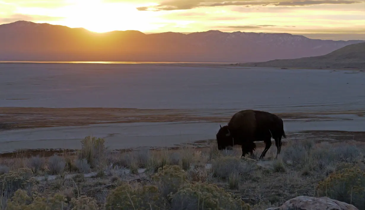 Seekor bison terlihat saat matahari terbit di Pulau Antelope, Utah, Amerika Serikat, November 2022. (AP Photo/Rick Bowmer)