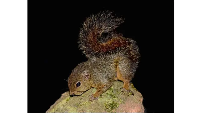 27 Spesies Baru Ditemukan di Hutan Hujan Peru, Ada Ikan Kepala Gumpal dan Tikus Amfibi