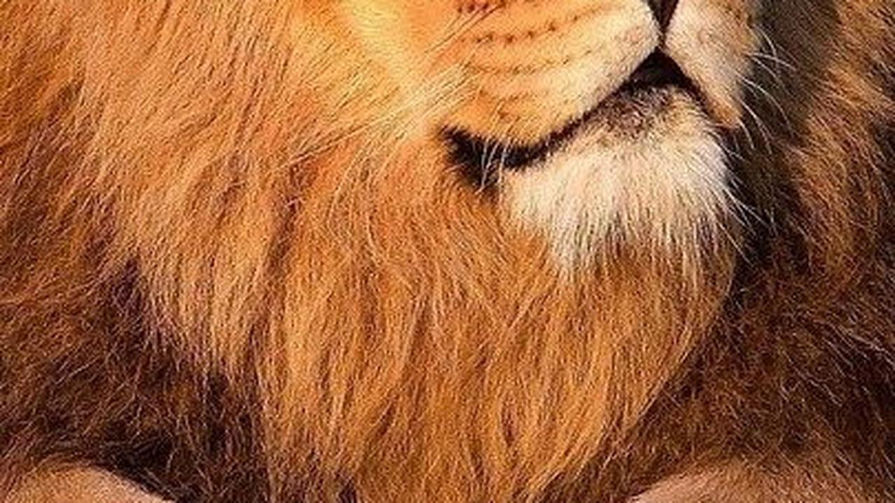 Serangan Singa Paling Mematikan di Tanzania<br>