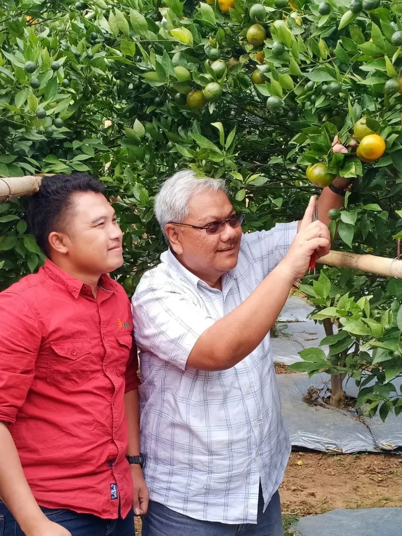 Rizal Pahlevi tengah mengamati satu buah jeruk Garut yang matang di pohonnya di are Agrowisata Eptilu, Cikajang, Garut, Jawa Barat.