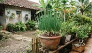 10 Cara Menanam Daun Bawang Welsh dari Rumpun di Pot Terpisah, Pemula Bisa Panen
