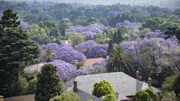 Pohon jacaranda yang mekar terlihat di Johannesburg,  Afrika Selatan pada  20 Oktober 2022. Di Afrika Selatan, Jacaranda mekar pada akhir bulan September hingga pertengahan November setiap tahun di Afrika Selatan. (Photo by Michele Spatari / AFP)