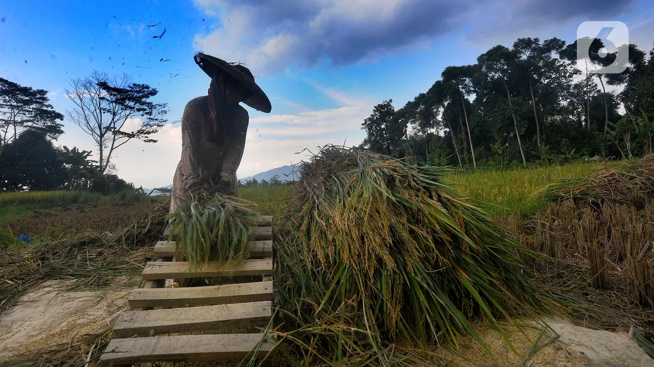 Musim Hujan, Harga Gabah di Tingkat Petani Naik