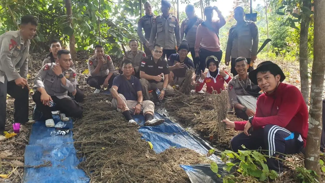 Direktorat IV Tindak Pidana Narkoba Bareskrim Polri mengungkap kasus penemuan ladang ganja di Pegunungan Tor Sihite Desa Hutatua Pardomuan, Kecamatan Panyabungan Timur, Kabupaten Mandailing Natal.