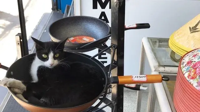 7 Potret Menggemaskan Kucing Lagi Jaga Toko, Kocak Banget