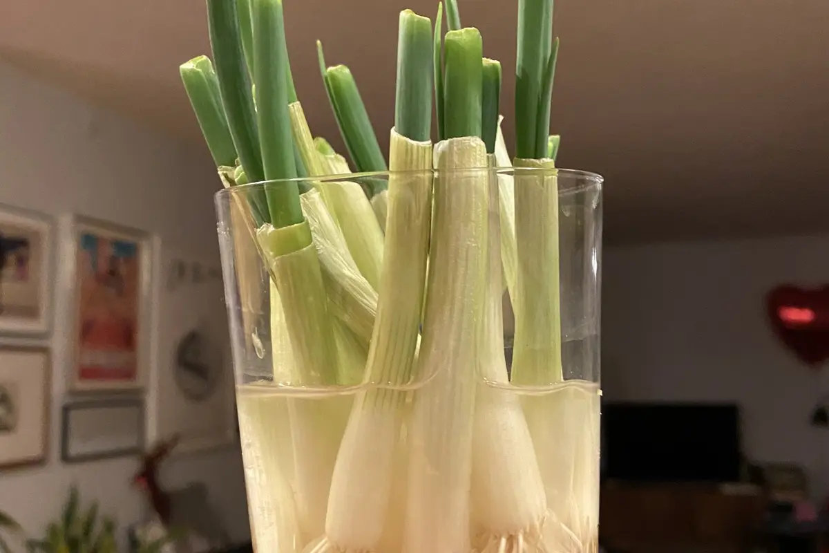 Batang Daun Bawang