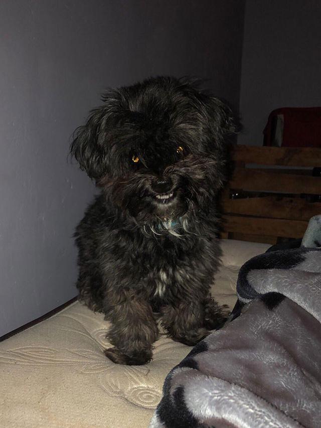 10 Tingkah Menyeramkan Hewan Peliharaan Ini Bikin Kaget Pemiliknya