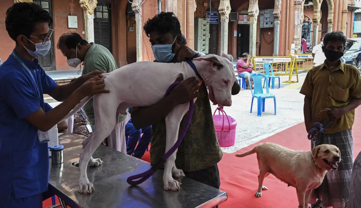 Seorang dokter hewan menginokulasi seekor anjing dengan dosis vaksin antirabies pada kesempatan Hari Rabies Sedunia di Rumah Sakit Universitas Hewan Tamil Nadu, Chennai, Rabu (29/9/2021). Hari Rabies Sedunia diselenggarakan pada tanggal 28 September setiap tahun. (Arun SANKAR/AFP)