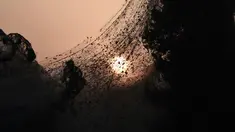 Laba-laba terlihat di  jaring mereka yang menutupi jalan di samping danau Vistonida, utara Yunani, 18 Oktober 2018.  Fenomena langka ini disebabkan meningkatnya populasi laba-laba yang dipicu banyaknya ketersediaan makanan di sana. (Sakis MITROLIDIS/AFP)