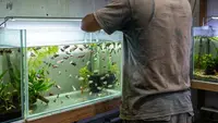 Cara Beri Makan Ikan Cupang Pakai Cacing Sutra, Panduan Praktis untuk Pemula
