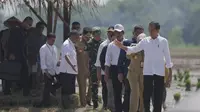 Presiden Jokowi saat meninjau tanam padi di Pekalongan. (Foto: Istimewa)