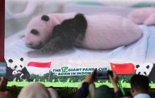 FOTO: Indonesia Catat Sejarah Kelahiran Anak Giant Panda Pertama Kali