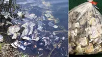 Misterius, Uang Miliaran Mengambang di Sungai