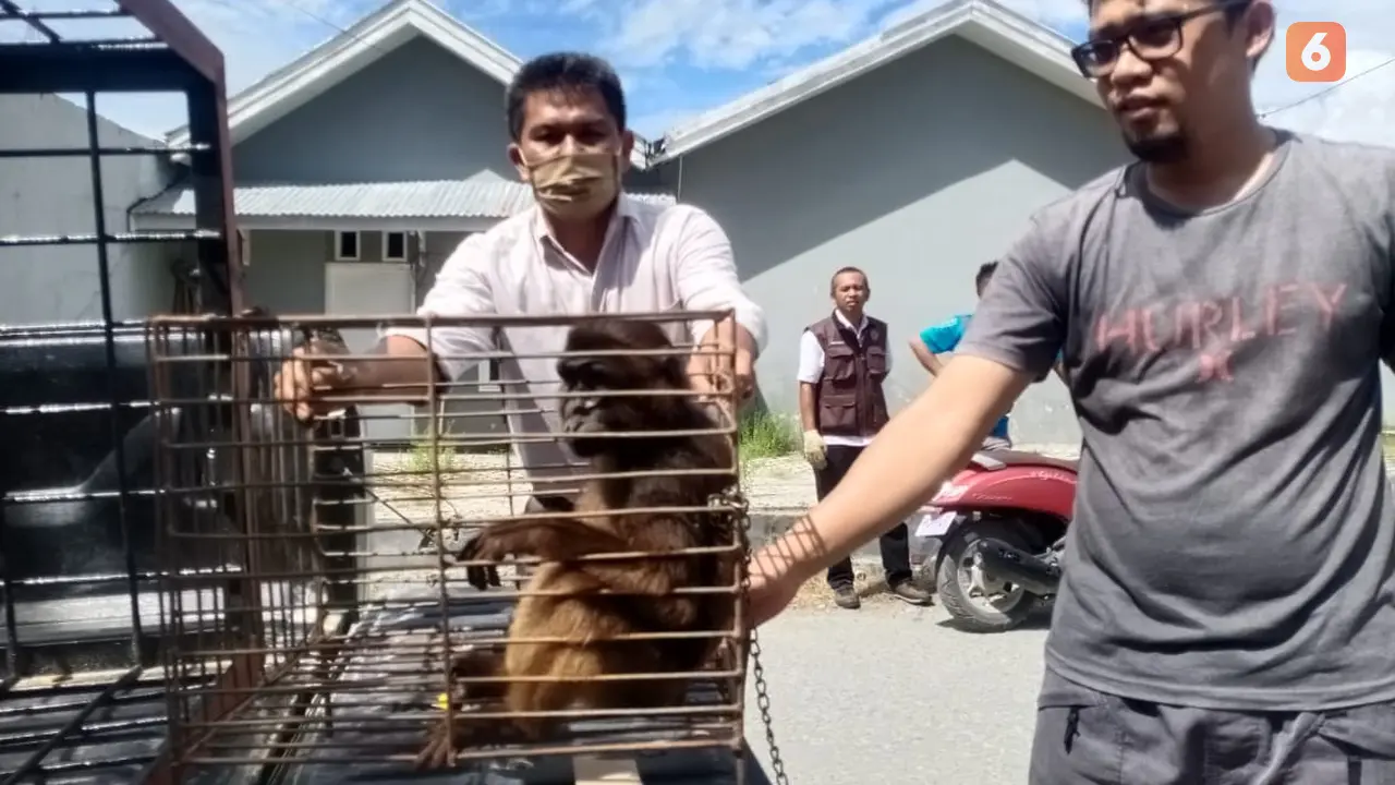 evakuasi Monyet endemik sulawesi oleh BKSDA