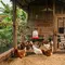 8 Ide Kandang Ayam dengan Tempat Minum Tidak Gampang Tumpah, Solusi Kandang Bersih dan Anti Bau