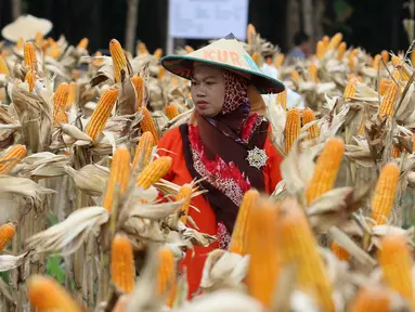 Petani melakukan panen raya jagung di Tuban, Jawa Timur, Jumat (9/3). Panen raya tersebut menghasilkan 33,7 ton jagung. (Liputan6.com/Angga Yuniar)