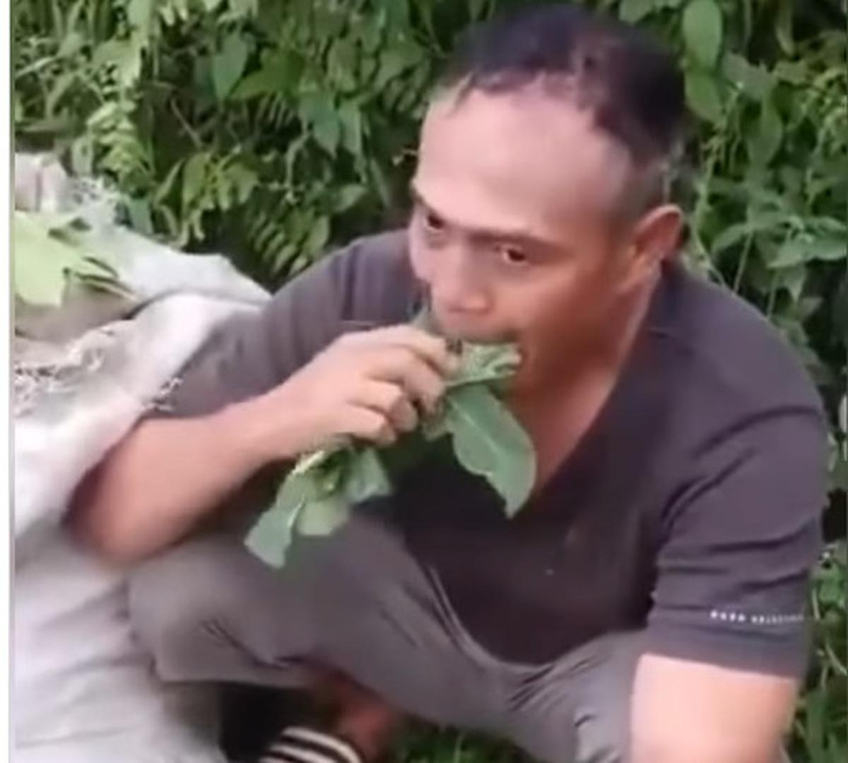 Pencuri dipaksa kunyah daun pepaya.