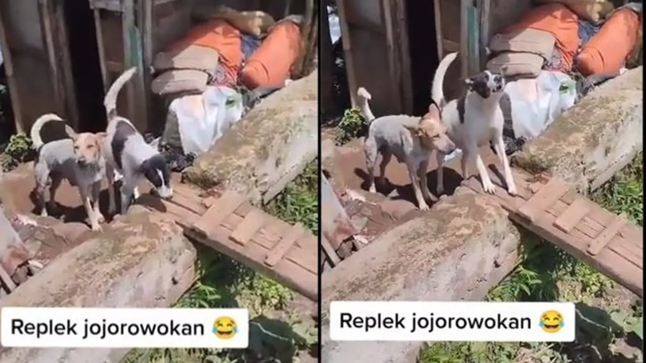 Viral Perjuangan Kurir Antar Paket Penuh Lika-Liku, Seram Digonggong Anjing