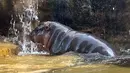 Bayi kuda nil kerdil jantan berusia dua hari mendinginkan diri dengan bermain air di Taipei Zoo, Taiwan, Senin (12/8/2019). (Sam YEH/AFP)