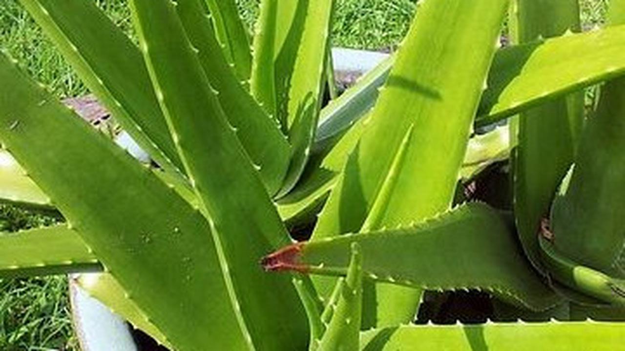 8 Cara Mengatasi Sunburn Efektif, Kompres Air Dingin hingga Oles Lidah Buaya