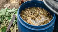 Cara Fermentasi Talas Liar di Halaman untuk Pakan Ternak Ayam Kampung, Hemat dan Bergizi Tinggi