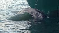 Bangkai paus baleen yang tersangkut di kapal KM Gunung Dempo. (Dok KKP)