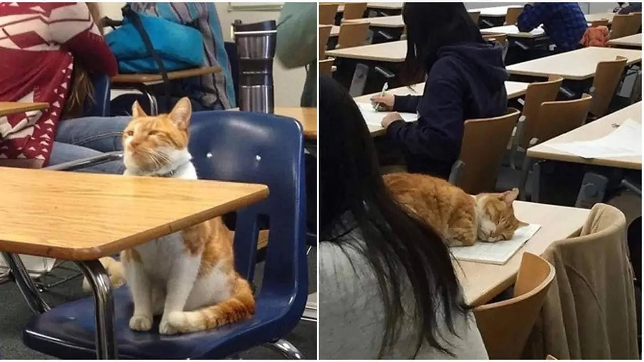 10 Kelakuan Kocak Kucing Bila Sedang di Dalam Kelas, Bikin Ketawa