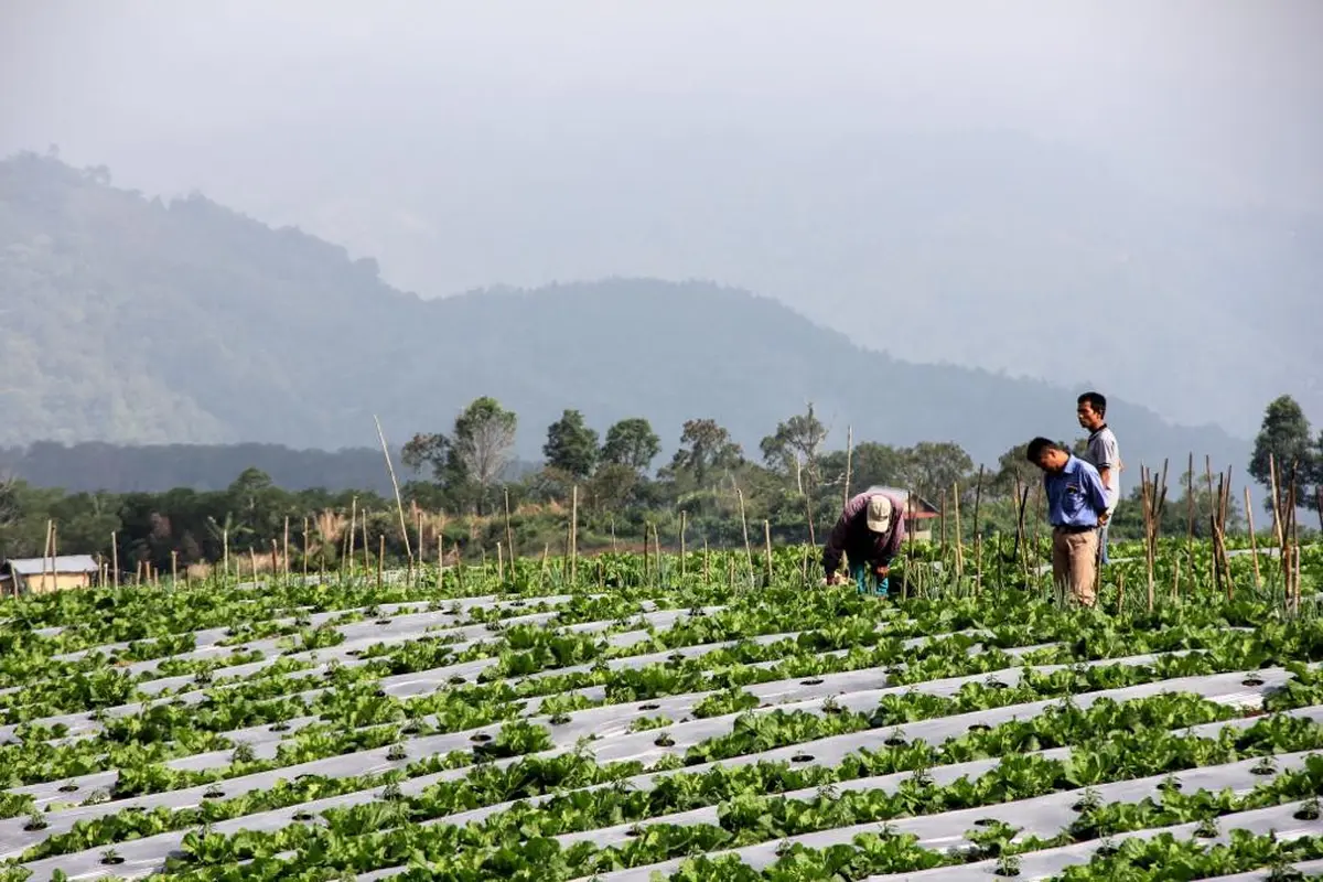 Hasil Riset Pertanian Berkelanjutan Indogreen Jadi Acuan Kebijakan di Pagar Alam