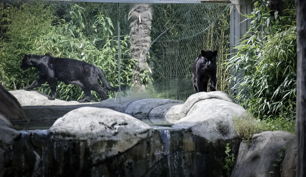 Seekor jaguar betina lahir pada 29 Juni 2024 di Crecy-la-Chapelle, sebuah peristiwa langka bagi spesies yang hampir terancam punah ini, kata taman margasatwa Parrot World, yang menyambut kelahiran tersebut. (STEPHANE DE SAKUTIN / AFP)