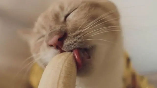 Suka Makan Pisang, Ekspresi Kucing Ini Bikin Gemas Netizen