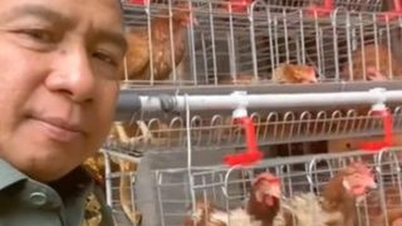 Ajak untuk Pelihara Ayam