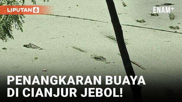 Penangkaran Jebol, Puluhan Buaya Lepas ke Sungai dan Pemukiman Warga