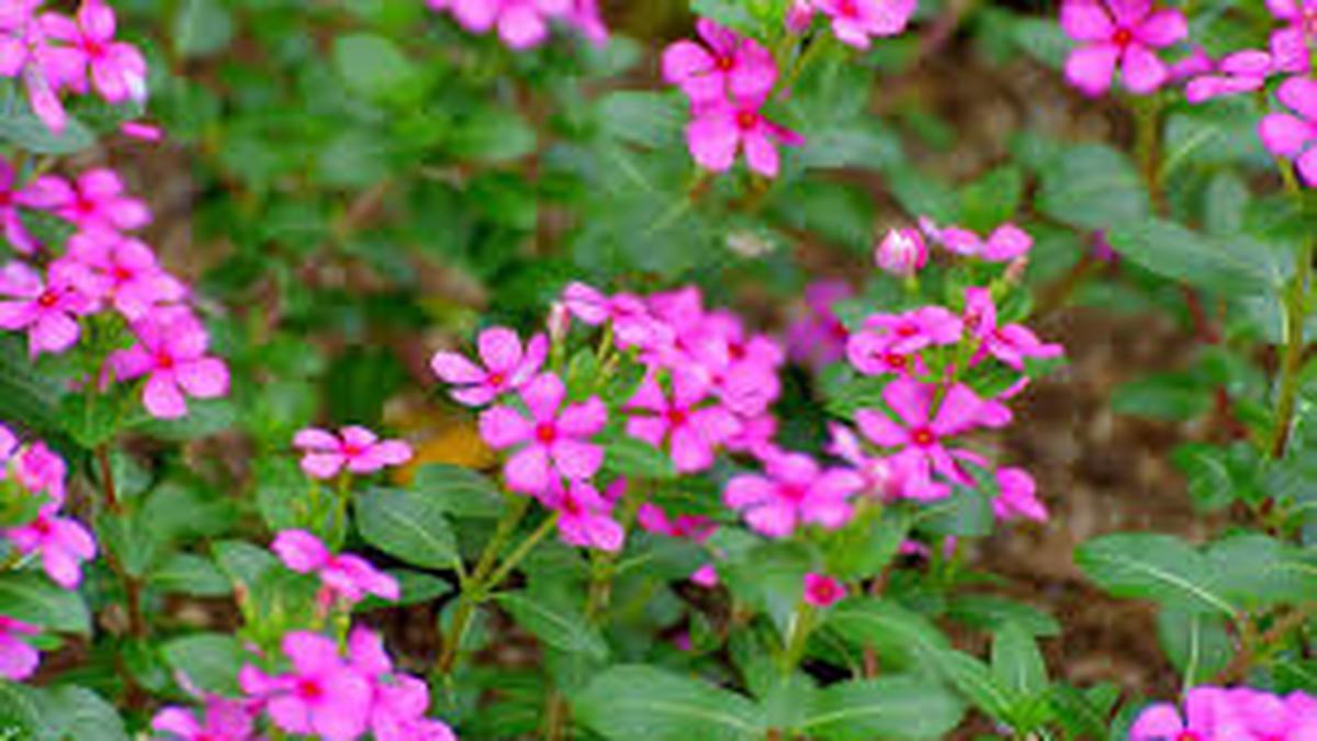 8 Bunga Penutup Tanah yang Cantik dan Mudah Dirawat untuk Halaman Rumah