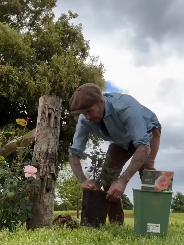 David Beckham berkebun dan beternak (Instagram/davidbeckham)