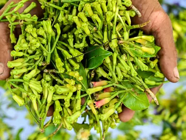 Seorang petani menunjukkan segenggam cengkih atau cengkeh yang telah dipetik setelah panen di sebuah hutan di Lhoknga, provinsi Aceh, pada 30 Januari 2024. (CHAIDEER MAHYUDDIN/AFP)