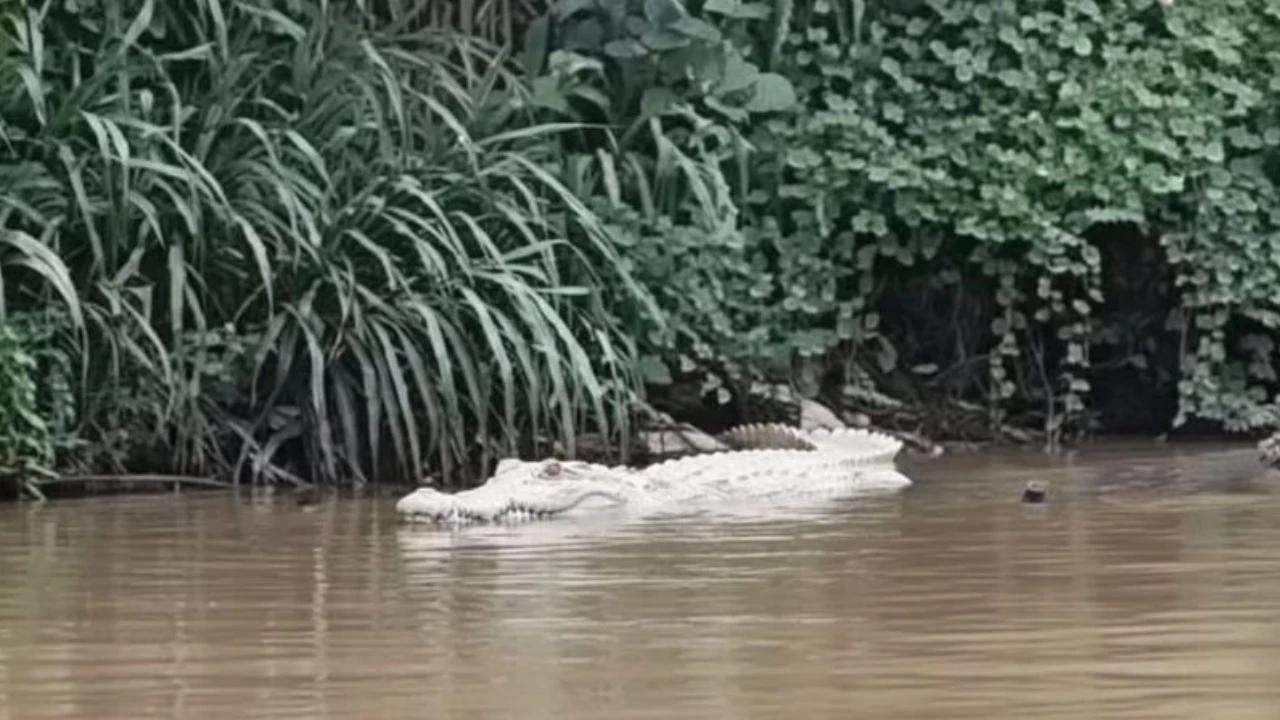 Dilaporkan Hilang saat Berenang di Sungai, Bocah 10 Tahun Diduga Diterkam Buaya