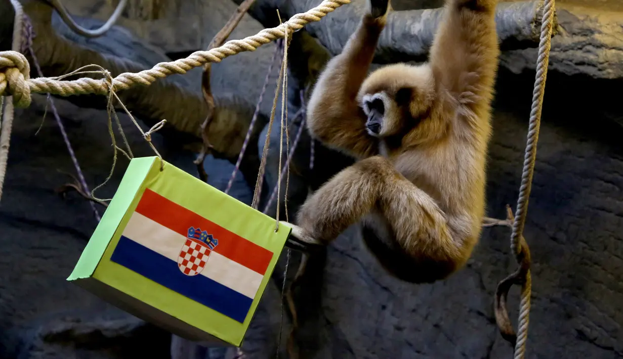 Owa bernama Kent memilih makanan dari kotak bergambar bendera Kroasia (kanan) untuk memprediksi pemenang pada laga semi final Piala Dunia 2022 di Kebun Binatang Zagreb, Kroasia, Selasa (13/12/2022). Owa juga duduk di dalam kotak ini, isyarat yang disajikan sebagai tanda soliditas ramalannya. (Denis LOVROVIC/AFP)