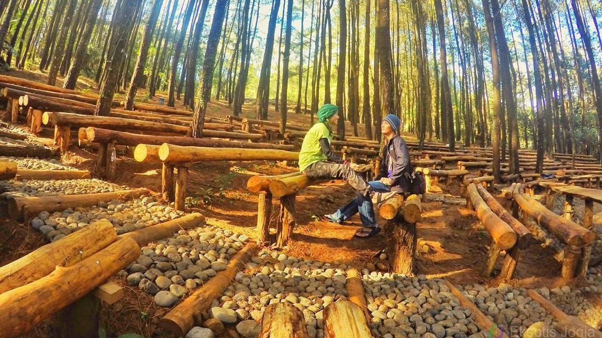 Hutan Pinus: Keindahan Sederhana dengan Nuansa Mistis dan Damai