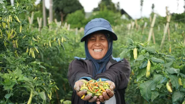 Petani