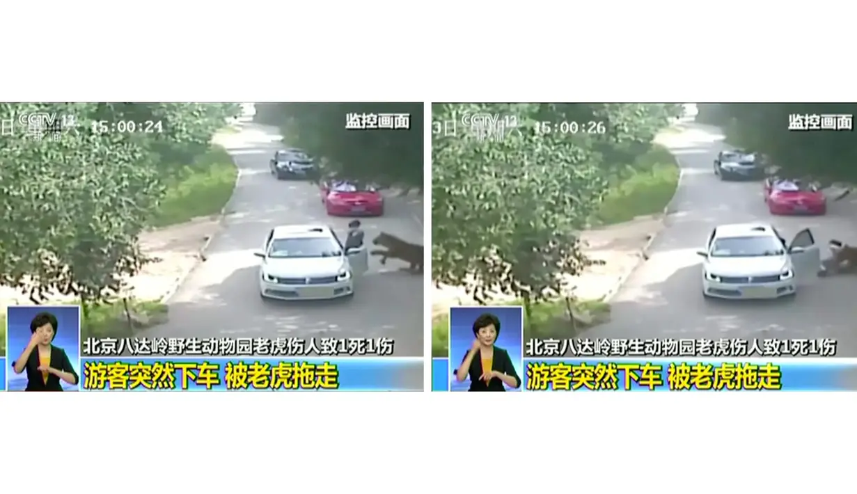 Gambar kombinasi yang memperlihatkan seekor harimau mendekati dan menyeret turis wanita yang keluar dari mobilnya di taman safari Beijing, Tiongkok, 23 Juli 2016. Seorang perempuan diserang hingga tewas dan seorang lagi cedera. (CCTV/via Reuters TV)
