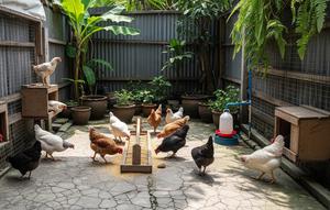 Ilustrasi usaha ayam petelur 10 ekor di halaman sempit. [Foto: Gemini]