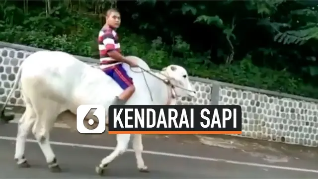 kendarai sapi