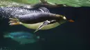 Seekor penguin Gentoo saat berenang di kandangnya di Taman Pairi Daiza di Cambron-Casteau, Belgia, Senin (5/7/2021). Penguin Gentoo salah satu spesies penguin terbesar di dunia bersama penguin kaisar dan penguin raja. (AP Photo/Virginia Mayo)