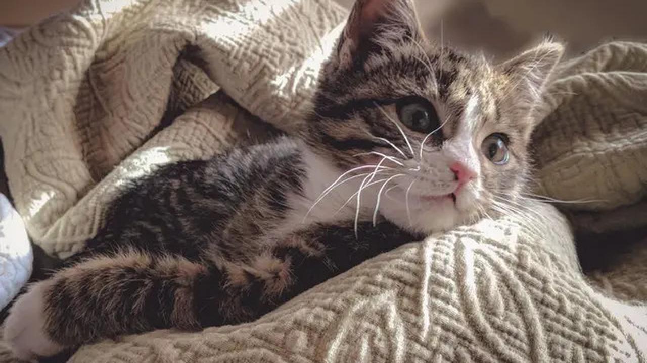 Ini Alasan Kucing Kerap Meracau